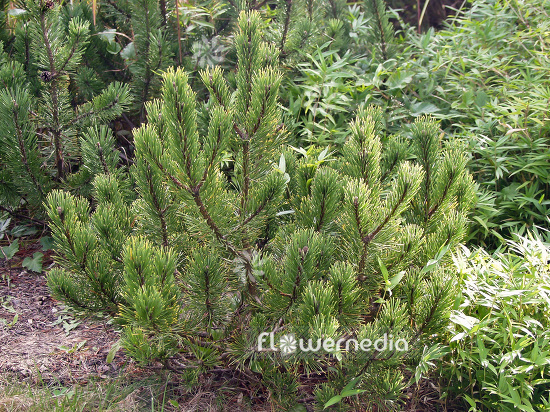 Pinus mugo 'Pal Maleter' - Dwarf mountain pine (102097)
