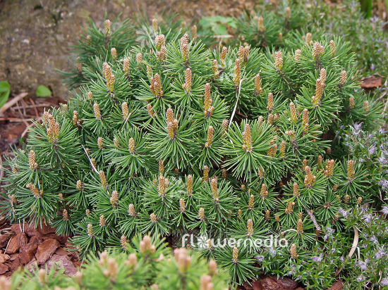 Pinus mugo 'Winzig' - Dwarf mountain pine (101521)