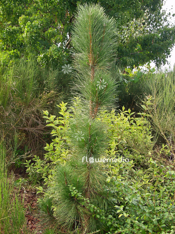 Pinus nigra 'Obelisk' - Austrian pine (101522)