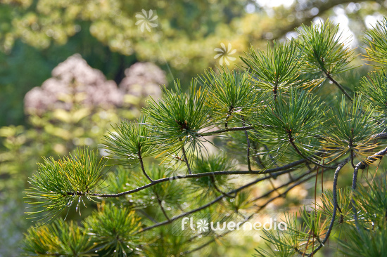 Pinus parviflora - Japanese white pine (104557)