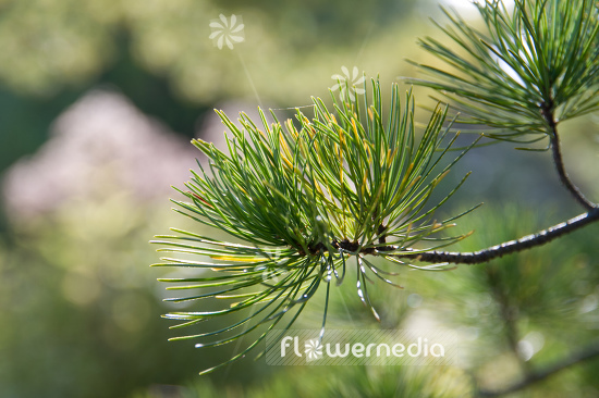 Pinus parviflora - Japanese white pine (104558)