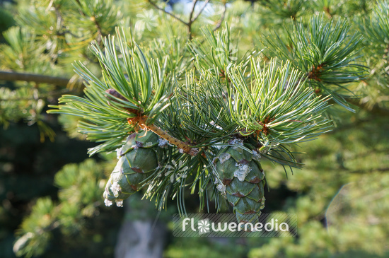 Pinus parviflora - Japanese white pine (104559)