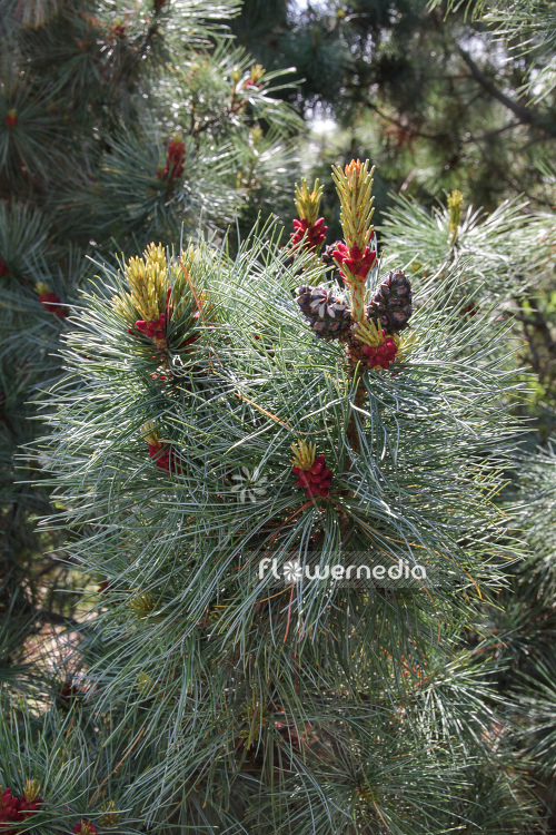 Pinus pumila - Dwarf siberian pine (104404)