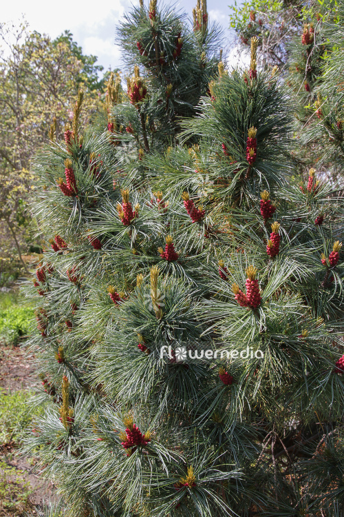 Pinus pumila - Dwarf siberian pine (104405)