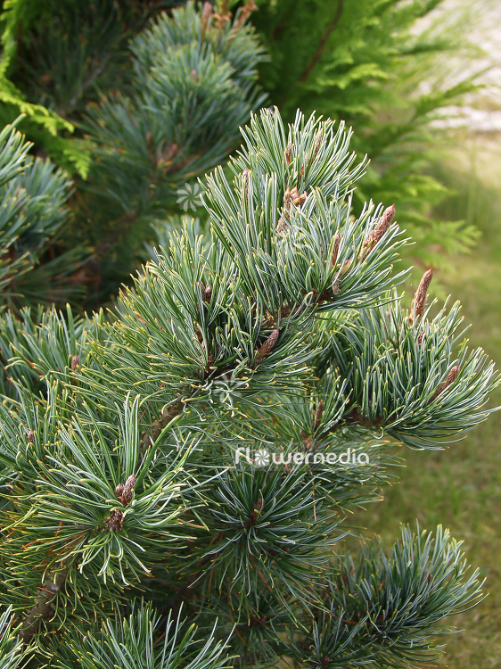 Pinus pumila 'Glauca' - Dwarf siberian pine (101523)