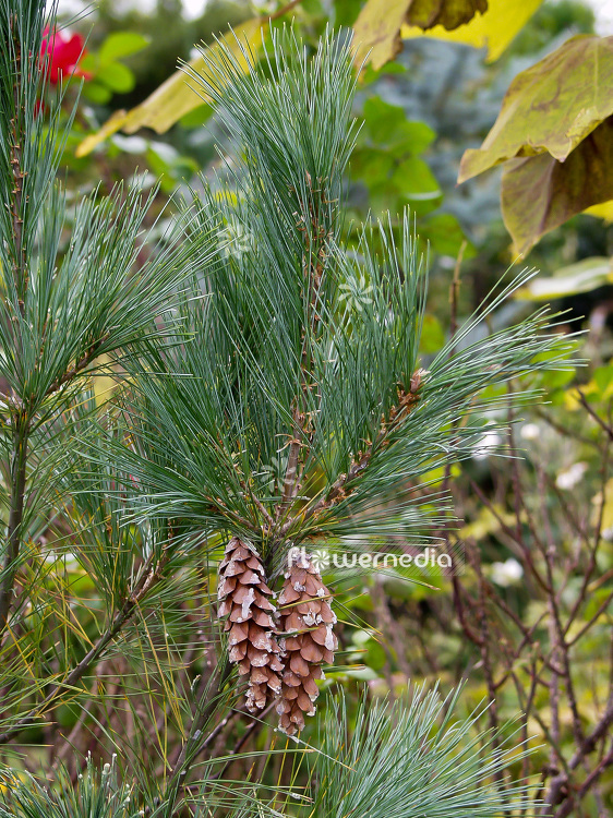 Pinus strobus 'Fastigiata' - Weymouth pine (101524)