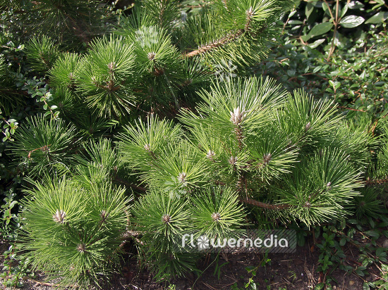 Pinus thunbergii 'Banshoho' - Japanese black pine (101525)
