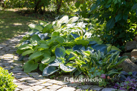 Plantain lilies in shade garden (108253)