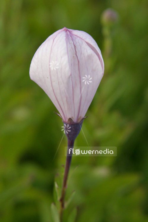 Platycodon grandiflorus - Balloon flower (101526)