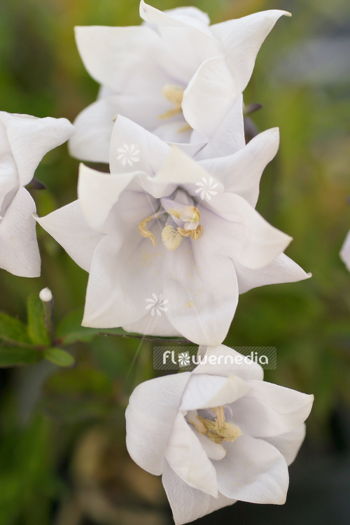 Platycodon grandiflorus 'Album' - White flowered balloon flower (104407)