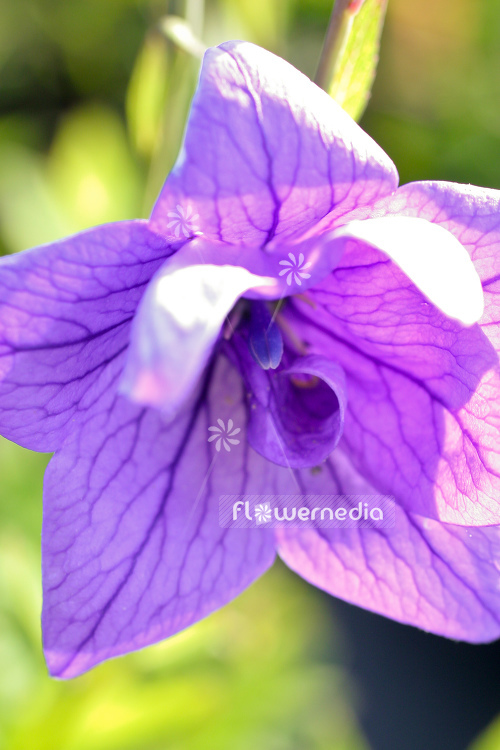 Platycodon grandiflorus 'Hakone Blue' - Blue flowered balloon flower (104408)