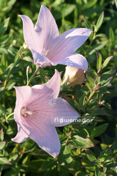Platycodon grandiflorus 'Pink' - Balloon flower (104409)