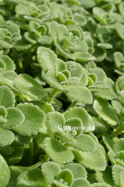 Plectranthus amboinicus - Cuban oregano (104410)