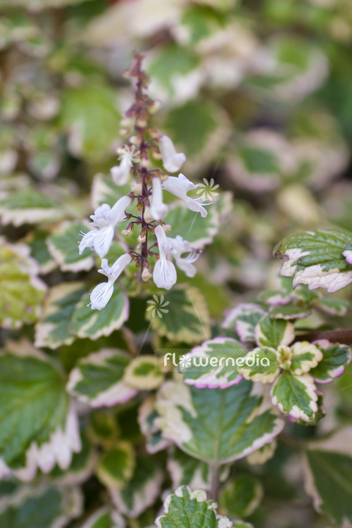 Plectranthus madagascariensis 'Variegated Mintleaf' - Spurflower (104411)