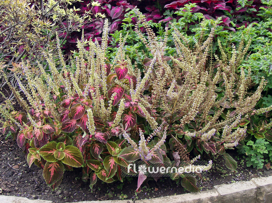 Plectranthus scutellarioides - Coleus (101648)