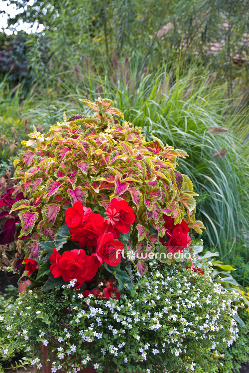 Plectranthus scutellarioides - Coleus (105479)