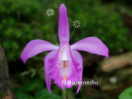 Pleione aurita - Peacock orchid (101531)