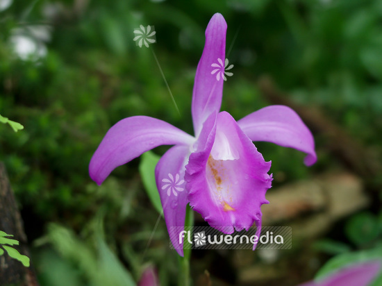Pleione aurita - Peacock orchid (101532)