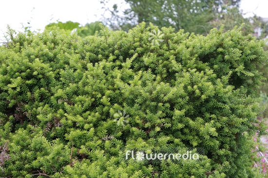 Podocarpus nivalis - Alpine totara (104413)