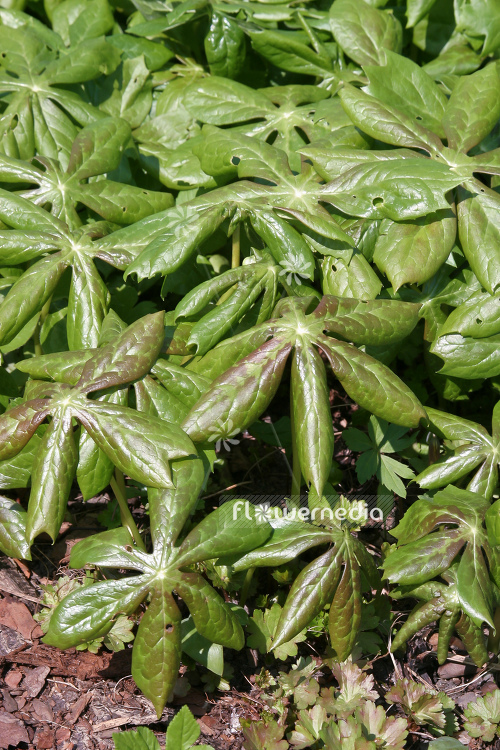 Podophyllum peltatum - American mandrake (104414)