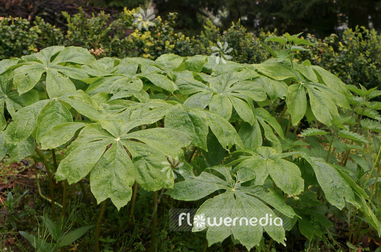 Podophyllum peltatum - American mandrake (104415)
