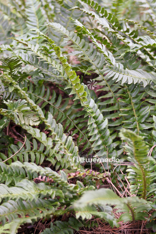Polystichum lonchitis - Holly fern (104431)