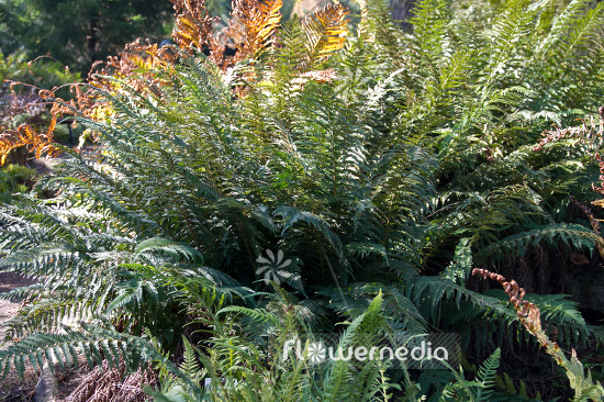 Polystichum setiferum - Soft shield fern (104432)