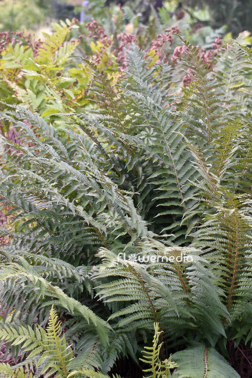 Polystichum setiferum - Soft shield fern (104434)