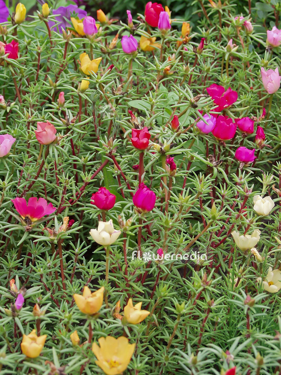 Portulaca grandiflora - Moss rose | Cultivar (110753)