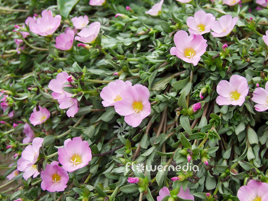 Portulaca grandiflora - Moss rose (101581)