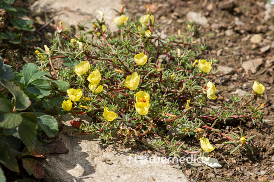 Portulaca grandiflora - Moss rose (111294)