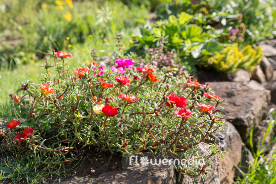 Portulaca grandiflora - Moss rose (111299)
