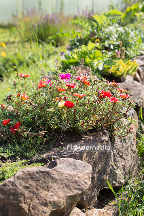 Portulaca grandiflora - Moss rose (111300)