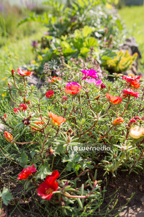 Portulaca grandiflora - Moss rose (111301)