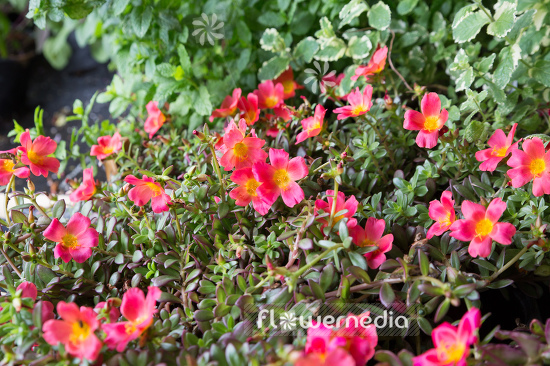 Portulaca grandiflora - Moss rose (111302)