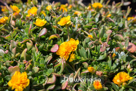 Portulaca umbraticola 'Duna Double Gold' - Moss rose (111304)