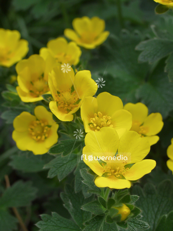 Potentilla fragiformis - Strawberry cinquefoil (101584)