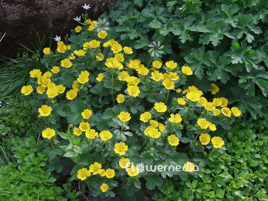 Potentilla fragiformis - Strawberry cinquefoil (101585)