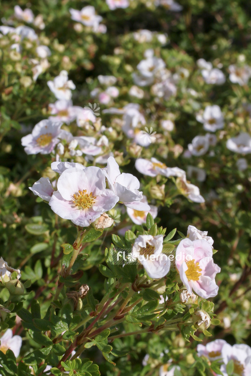Potentilla fruticosa 'Pretty Polly' - Shrubby cinquefoil (104445)