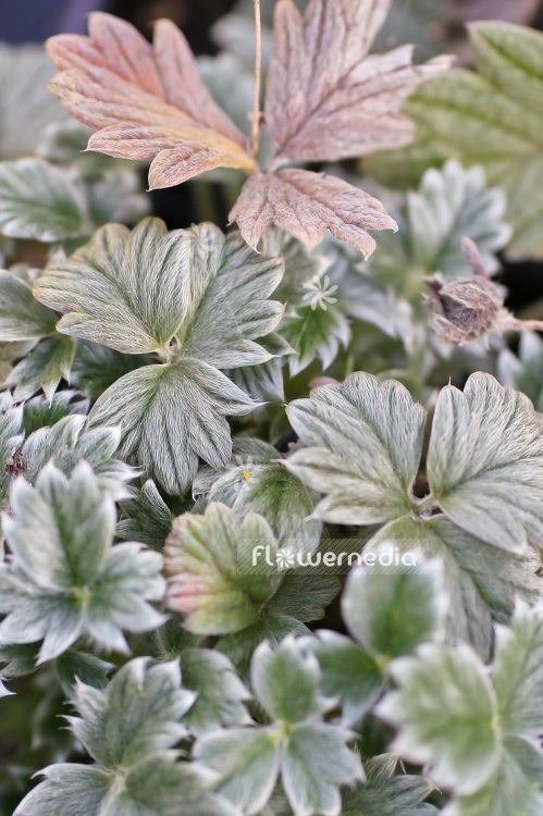 Potentilla hyparctica - Cinquefoil (101586)