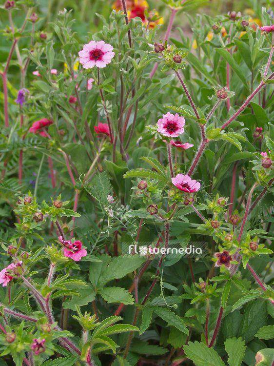 Potentilla nepalensis 'Miss Willmott' - Cinquefoil (101587)
