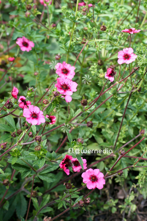 Potentilla nepalensis 'Shogran' - Cinquefoil (104448)