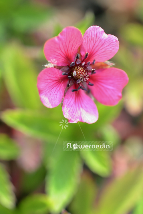 Potentilla nepalensis 'Shogran' - Cinquefoil (104449)