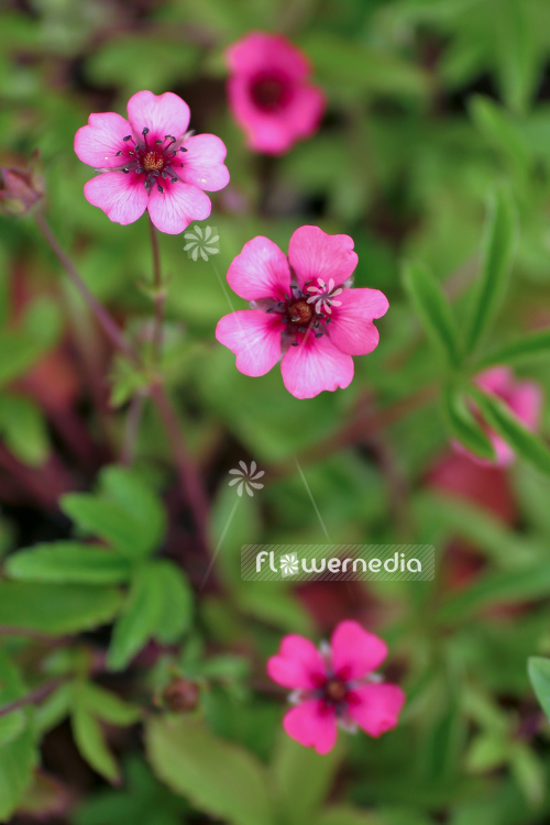 Potentilla nepalensis 'Shogran' - Cinquefoil (104450)