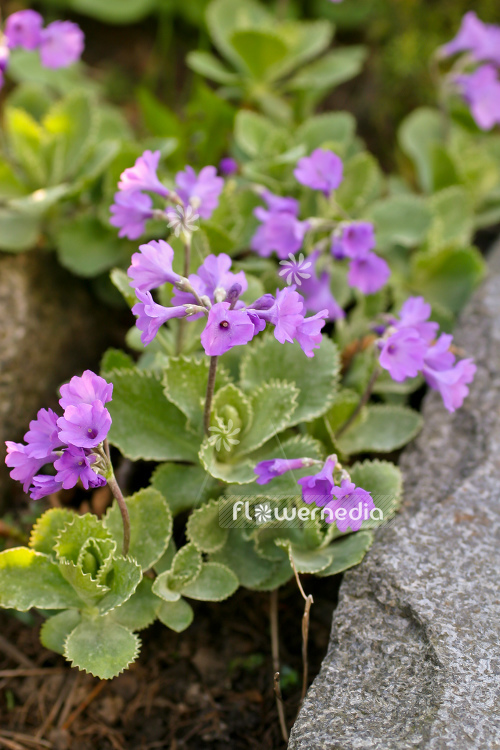 Primula marginata - Silver-edged primrose (104471)