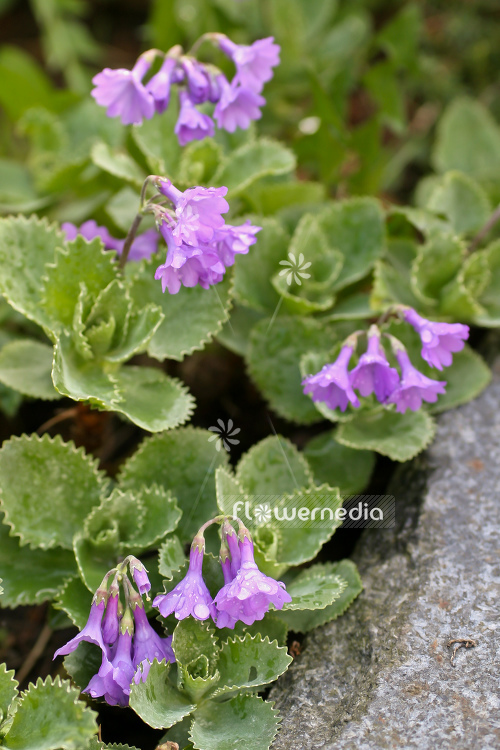 Primula marginata - Silver-edged primrose (104472)