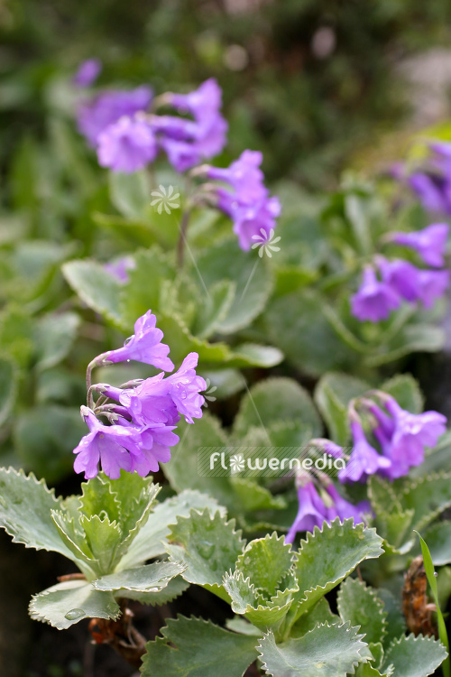 Primula marginata - Silver-edged primrose (104473)