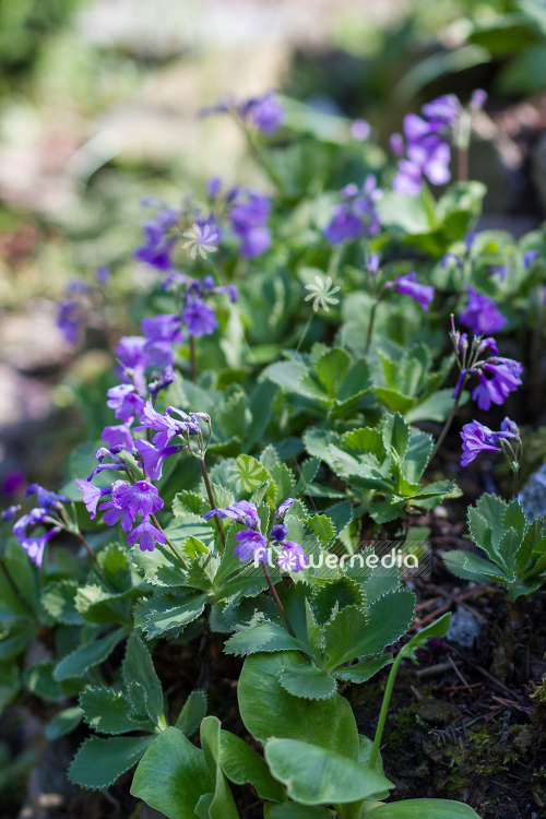 Primula marginata - Silver-edged primrose (104475)
