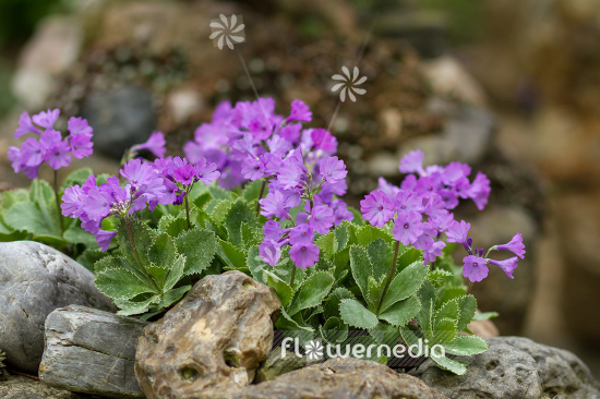 Primula marginata - Silver-edged primrose (105553)