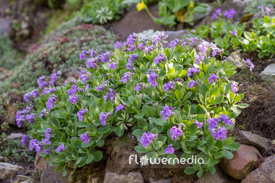 Primula marginata - Silver-edged primrose (105554)